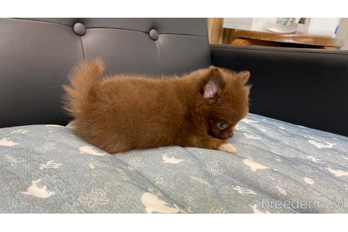 成約済の兵庫県のポメチワ:ポメラニアン×チワワ-193190の1枚目